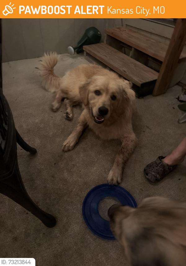 Found/Stray Male Dog last seen N Platte Purchase and 79th Terrace, Kansas City, MO 64151