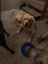 Found/Stray Male Dog last seen N Platte Purchase and 79th Terrace, Kansas City, MO 64151