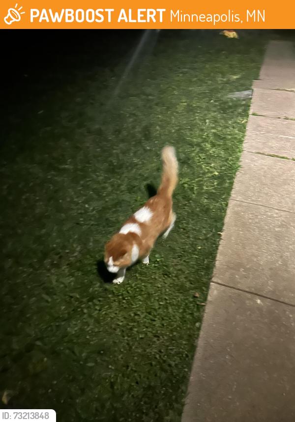 Found/Stray Unknown Cat last seen Outside hse, Minneapolis, MN 55408