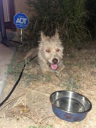Reunited Female Dog last seen Orange grove and fourth st, San Fernando, CA 91340