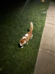 Found/Stray Unknown Cat last seen Outside hse, Minneapolis, MN 55408