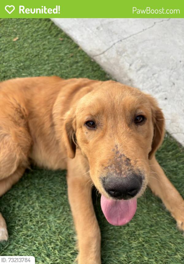Reunited Male Dog last seen Near Hayvenhurst Ave, Granada Hills, CA 91344, USA, Los Angeles, CA 91344