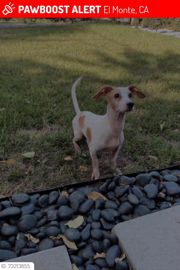 Lost Male Dog last seen Deana And Maxson, El Monte, CA 91732