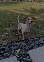 Lost Male Dog last seen Deana And Maxson, El Monte, CA 91732