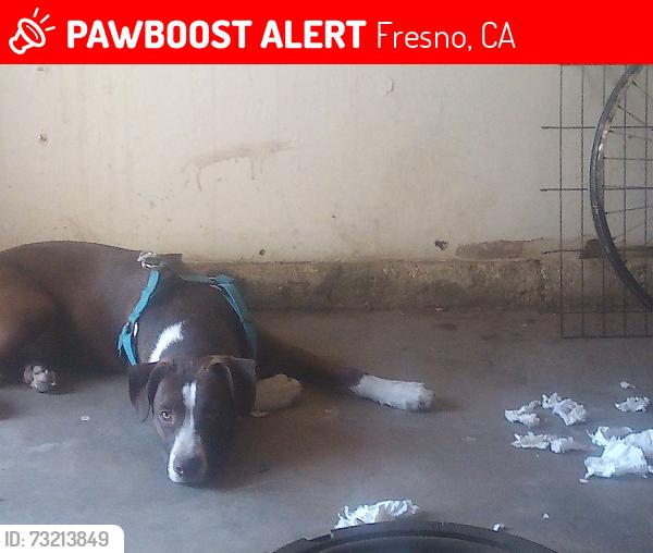 Lost Female Dog last seen Cedar and Mckinley, Fresno, CA 93703