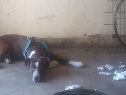 Lost Female Dog last seen Cedar and Mckinley, Fresno, CA 93703