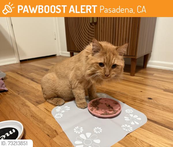 Found/Stray Unknown Cat last seen Marengo and california, Pasadena, CA 91101