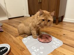 Found/Stray Unknown Cat last seen Marengo and california, Pasadena, CA 91101