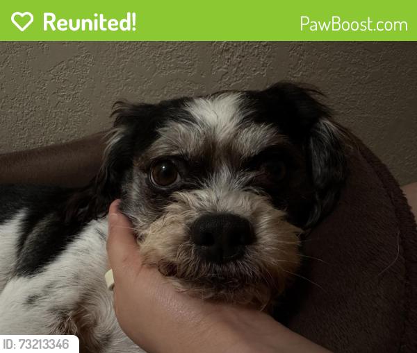 Reunited Male Dog last seen Near lady jo wag, Orlando, FL 32807