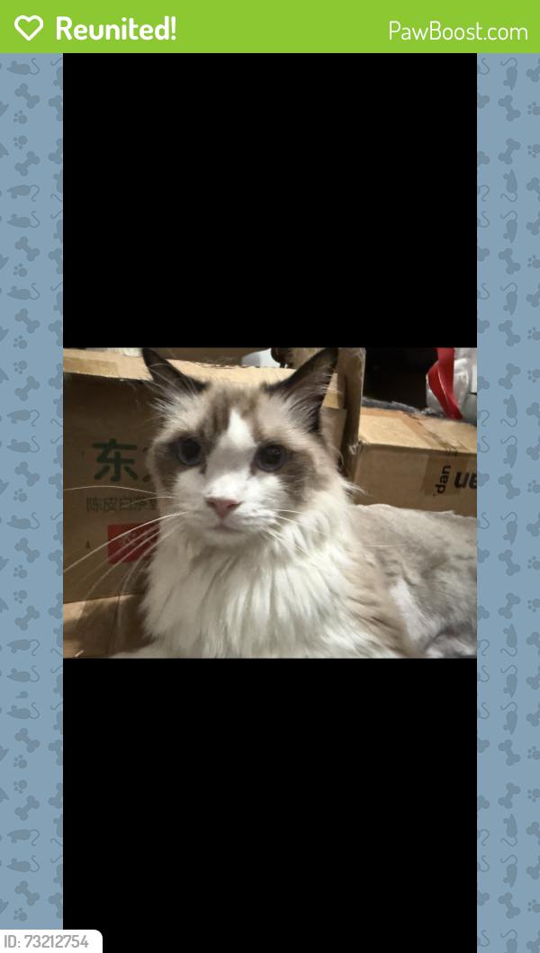 Reunited Male Cat last seen 41-90 Frame Pl, Queens, NY 11355