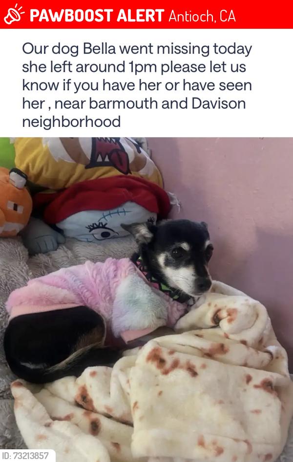Lost Female Dog last seen Davison, Antioch, CA 94509