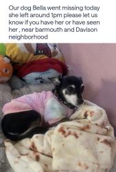 Lost Female Dog last seen Davison, Antioch, CA 94509