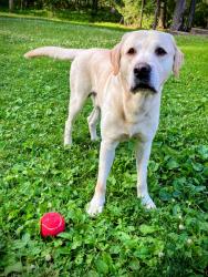 Reunited Male Dog last seen Next to Upper Bucks Tech School, Perkasie, PA 18944