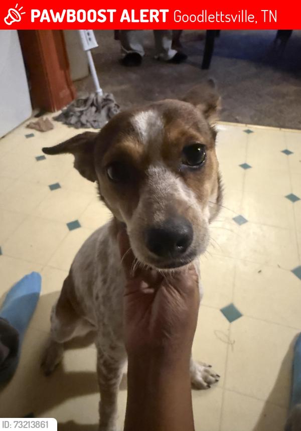Lost Female Dog last seen Near Windsor GreennBlvd, Goodlettesville, TN, Goodlettsville, TN 37072