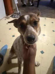Lost Female Dog last seen Near Windsor GreennBlvd, Goodlettesville, TN, Goodlettsville, TN 37072