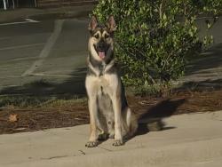 Found/Stray Male Dog last seen Near gumbranch rd, Jacksonville, NC 28540