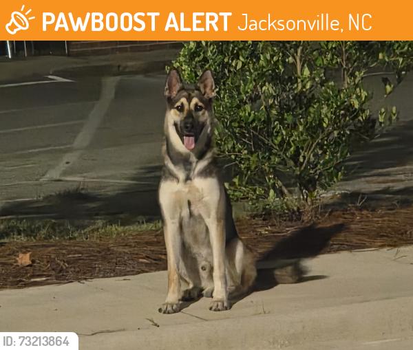Found/Stray Male Dog last seen Near gumbranch rd, Jacksonville, NC 28540