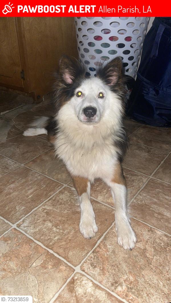 Lost Male Dog last seen Blue bush, Ballard Road, Norris Road, Allen Parish, LA 71463
