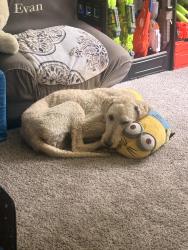 Reunited Female Dog last seen 8th and 4th, Kalamazoo, MI 49009