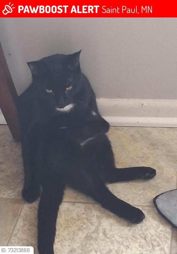 Lost Male Cat last seen Afuera de apartamento se callo de la ventana y ya no lo volvimos aver, Saint Paul, MN 55117