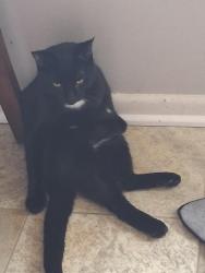 Lost Male Cat last seen Afuera de apartamento se callo de la ventana y ya no lo volvimos aver, Saint Paul, MN 55117