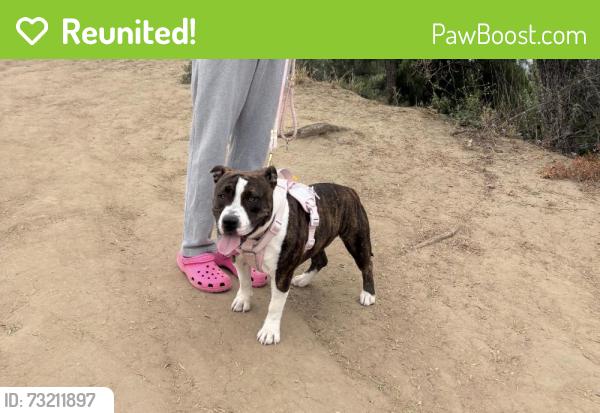Reunited Female Dog last seen Forecastle / close to Nogales, Walnut, CA 91789