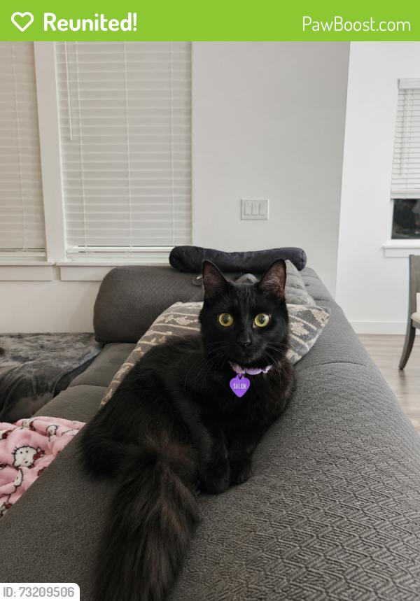 Reunited Female Cat last seen Home backyard, Covington, WA 98042
