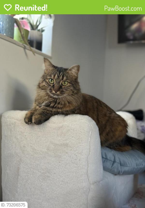 Reunited Female Cat last seen Behind autozone on Midland Dr, Roy, UT 84067
