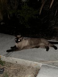 Found/Stray Unknown Cat last seen Acacia Elementary, Fullerton, CA 92831