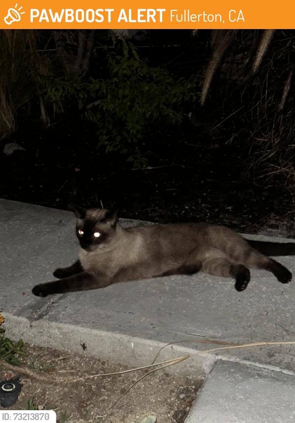 Found/Stray Unknown Cat last seen Acacia Elementary, Fullerton, CA 92831