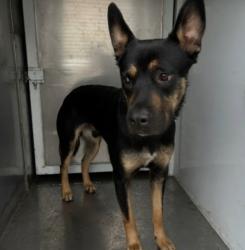 Shelter Stray Male Dog last seen , 957 N Gaffey St, San Pedro, CA 90731, USA