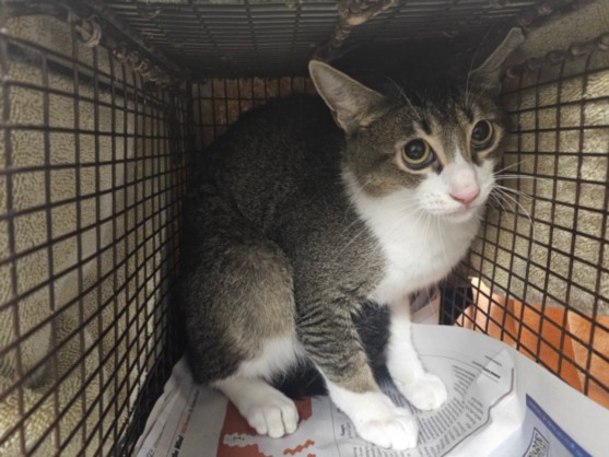 Shelter Stray Male Cat last seen , 14409 Vanowen St, Van Nuys, CA 91405, USA