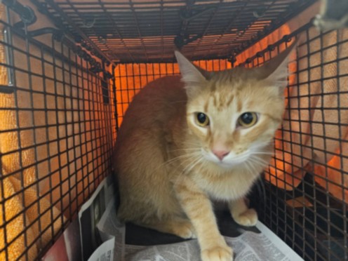 Shelter Stray Male Cat last seen , 14409 Vanowen St, Van Nuys, CA 91405, USA