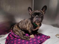 Shelter Stray Male Dog last seen , 957 N Gaffey St, San Pedro, CA 90731, USA