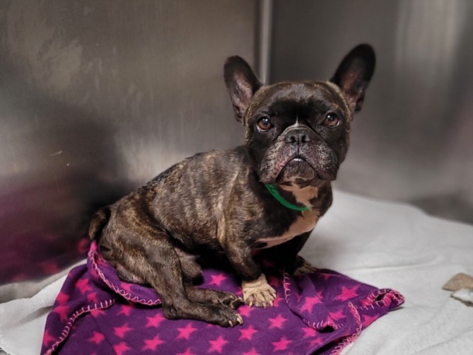 Shelter Stray Male Dog last seen , 957 N Gaffey St, San Pedro, CA 90731, USA