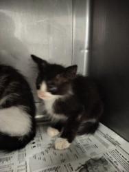 Shelter Stray Male Cat last seen , West Valley Animal Shelter, 20655 Plummer St, Chatsworth, CA 91311, USA
