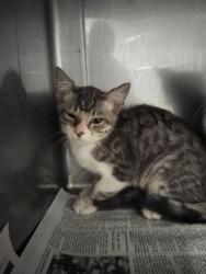 Shelter Stray Female Cat last seen , West Valley Animal Shelter, 20655 Plummer St, Chatsworth, CA 91311, USA