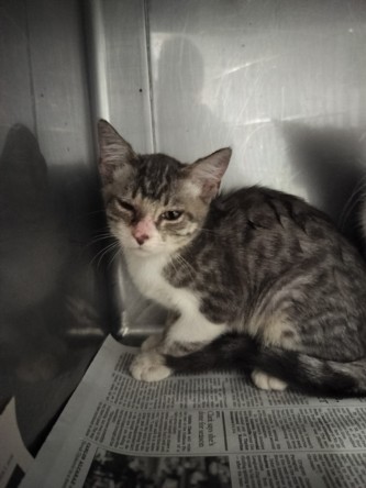Shelter Stray Female Cat last seen , West Valley Animal Shelter, 20655 Plummer St, Chatsworth, CA 91311, USA