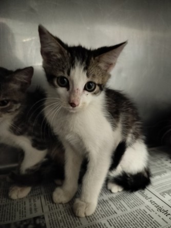 Shelter Stray Male Cat last seen , West Valley Animal Shelter, 20655 Plummer St, Chatsworth, CA 91311, USA