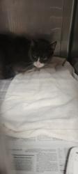 Shelter Stray Male Cat last seen , West Valley Animal Shelter, 20655 Plummer St, Chatsworth, CA 91311, USA
