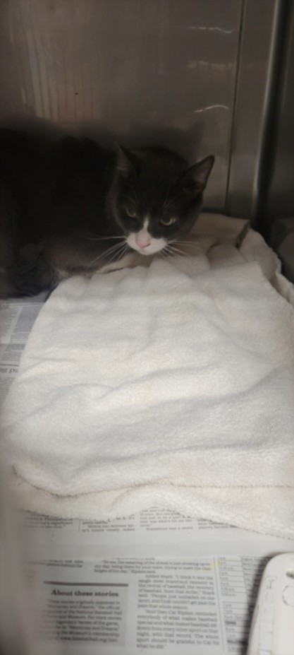 Shelter Stray Male Cat last seen , West Valley Animal Shelter, 20655 Plummer St, Chatsworth, CA 91311, USA