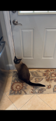 Lost Male Cat last seen Seamens Neck road,Mansfield ave, Whittier ave, Levittown, North Wantagh, Levittown, NY 11756