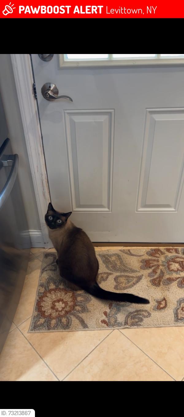Lost Male Cat last seen Seamens Neck road,Mansfield ave, Whittier ave, Levittown, North Wantagh, Levittown, NY 11756
