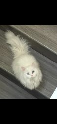 Reunited Female Cat last seen West 9th street, Santa Rosa, CA 95401