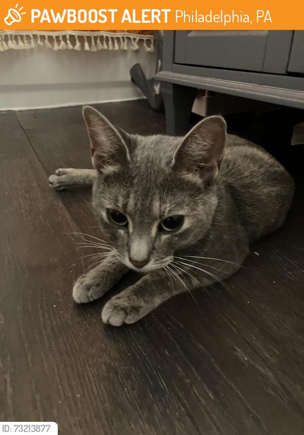 Found/Stray Unknown Cat last seen Boyer and E Durham St, Philadelphia, PA 19119
