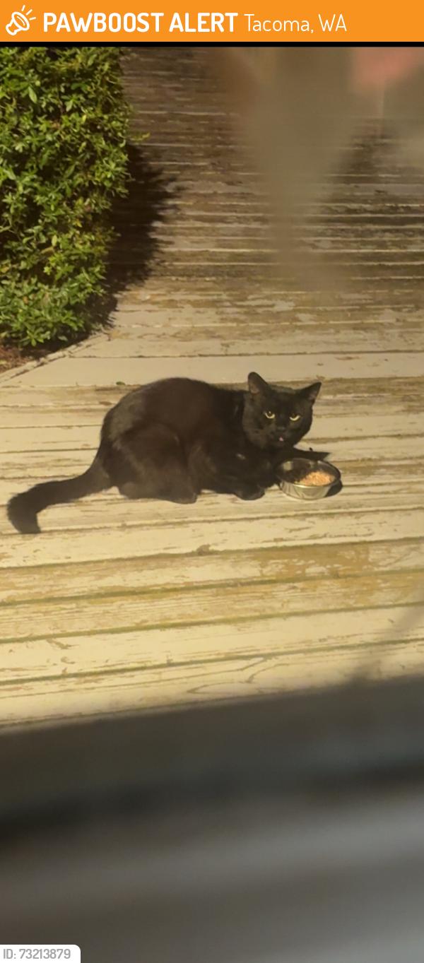 Found/Stray Unknown Cat last seen Roaming bel air rd and highlands golf course area, Tacoma, WA 98406