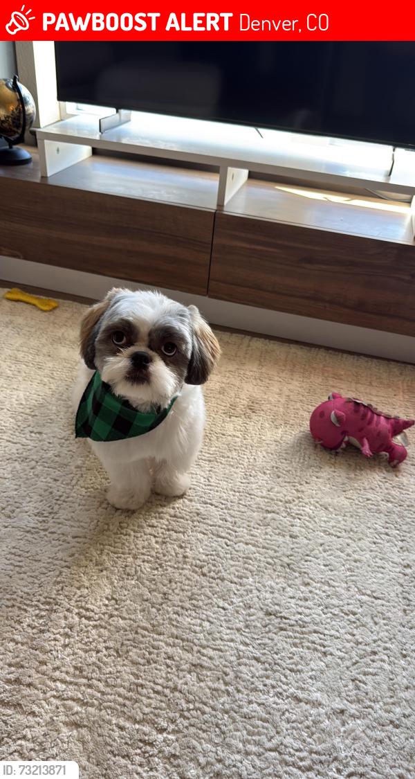 Lost Male Dog last seen Near N Tower Dr, Denver, CO 80249 (near Tower Rd & E 47th Ave), Denver, CO 80249