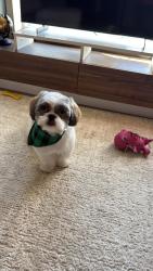 Lost Male Dog last seen Near N Tower Dr, Denver, CO 80249 (near Tower Rd & E 47th Ave), Denver, CO 80249