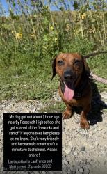 Lost Female Dog last seen Eagle and Mott street . Seen in lanfranco and Mott, Los Angeles, CA 90063