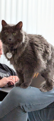 Reunited Male Cat last seen 7th St and Adams, East of Maverick Gas Station, Ogden, UT 84404
